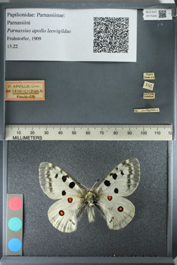 Media type: image;   Entomology 175445